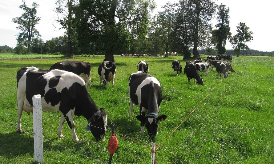 Recepción de leche anota crecimiento de 4,3% en Los Lagos