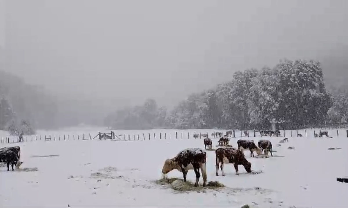 Seremi de Agricultura monitorea impacto de nevadas en Los Lagos y evalúa medidas para pequeños agricultores