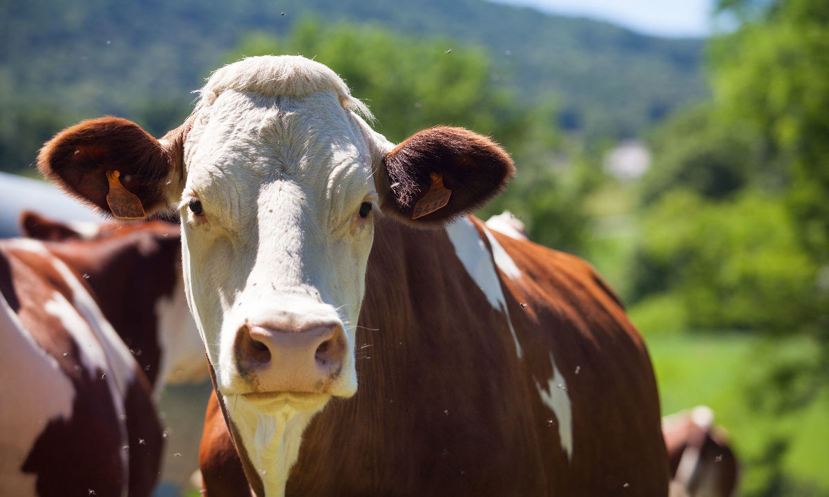 Producción de carne bovina cae 5,4% en Los Ríos y Los Lagos, mientras aumentan remates en ferias