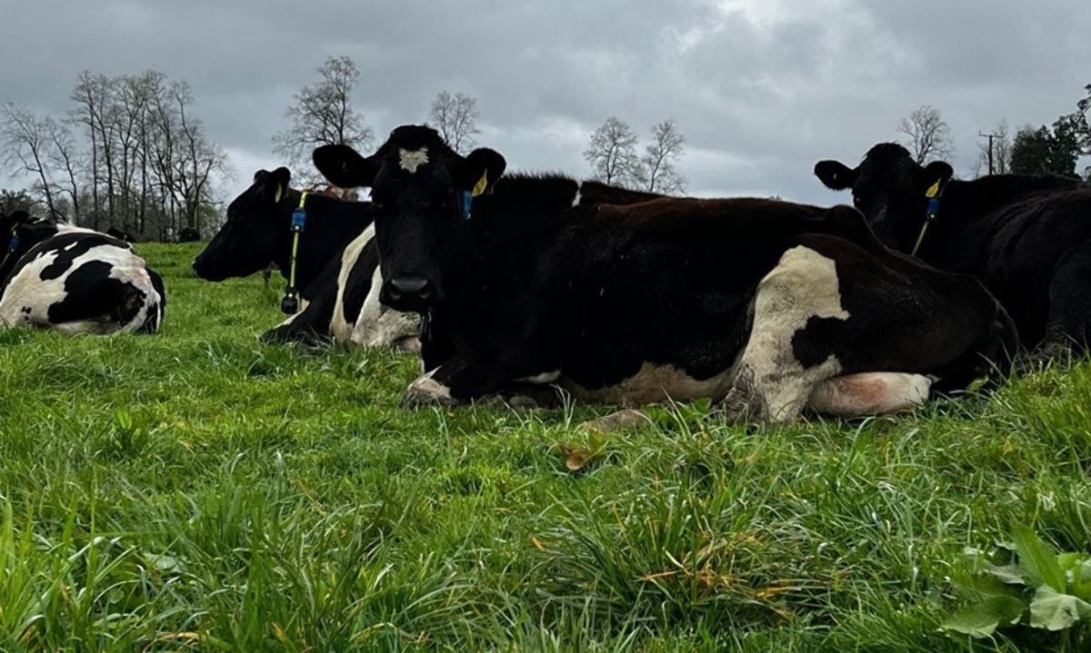 Nueva tecnología de vanguardia ayuda al bienestar y producción del ganado lechero