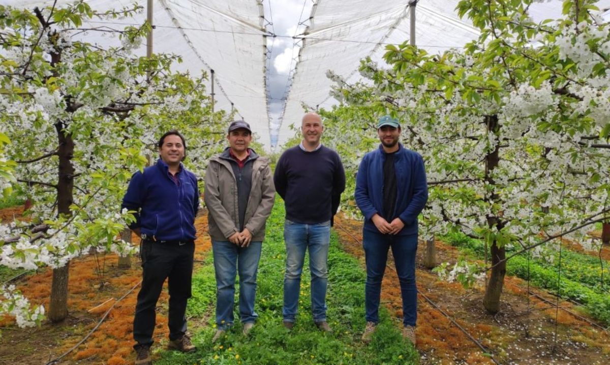 Inician en Osorno estudios para optimizar las cerezas producidas bajo techo