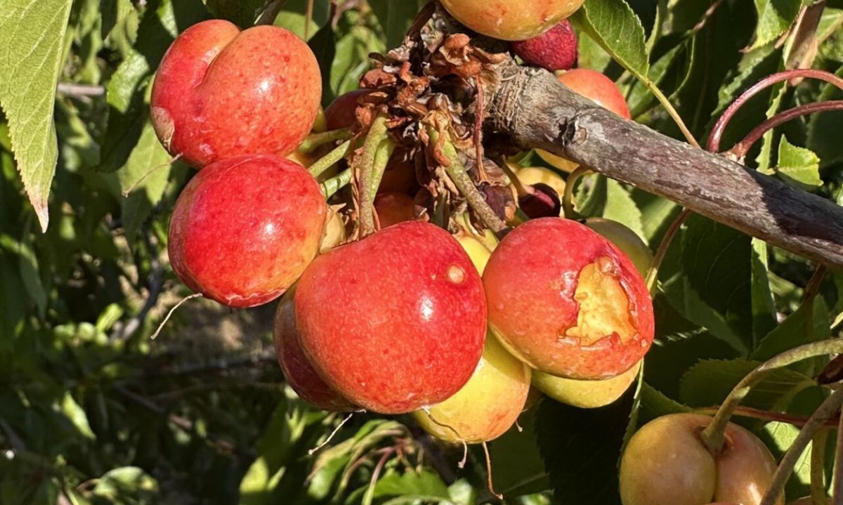 Cómo disipar a los pájaros de los huertos con ecosoluciones