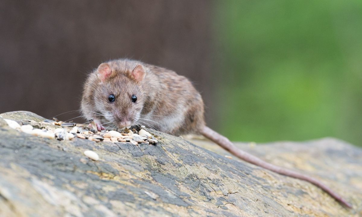 Hantavirus: Cómo identificar y prevenir el riesgo de contagio