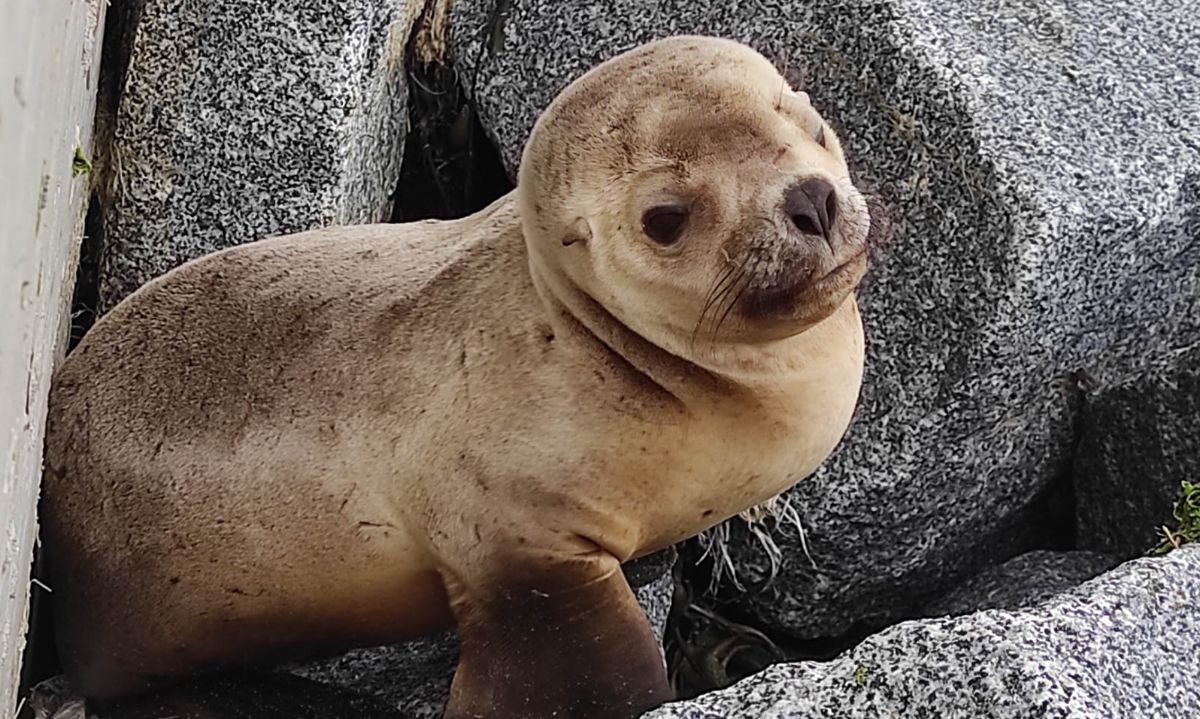 Sernapesca invita a quienes visiten la playa a observar la fauna marina con responsabilidad