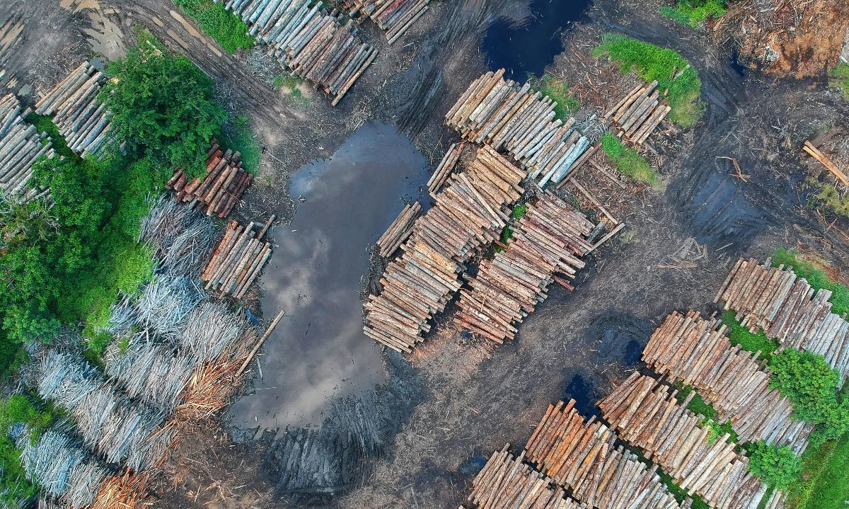 Chile avanza en sostenibilidad: lanzan estudio estratégico para cumplir con reglamento europeo contra la deforestación