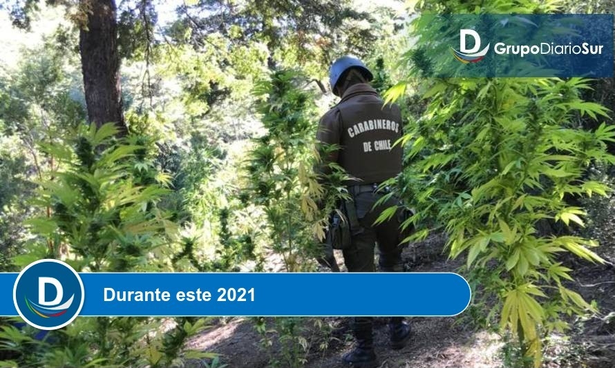 Carabineros registra fuerte aumento en decomisos de drogas en esta región  